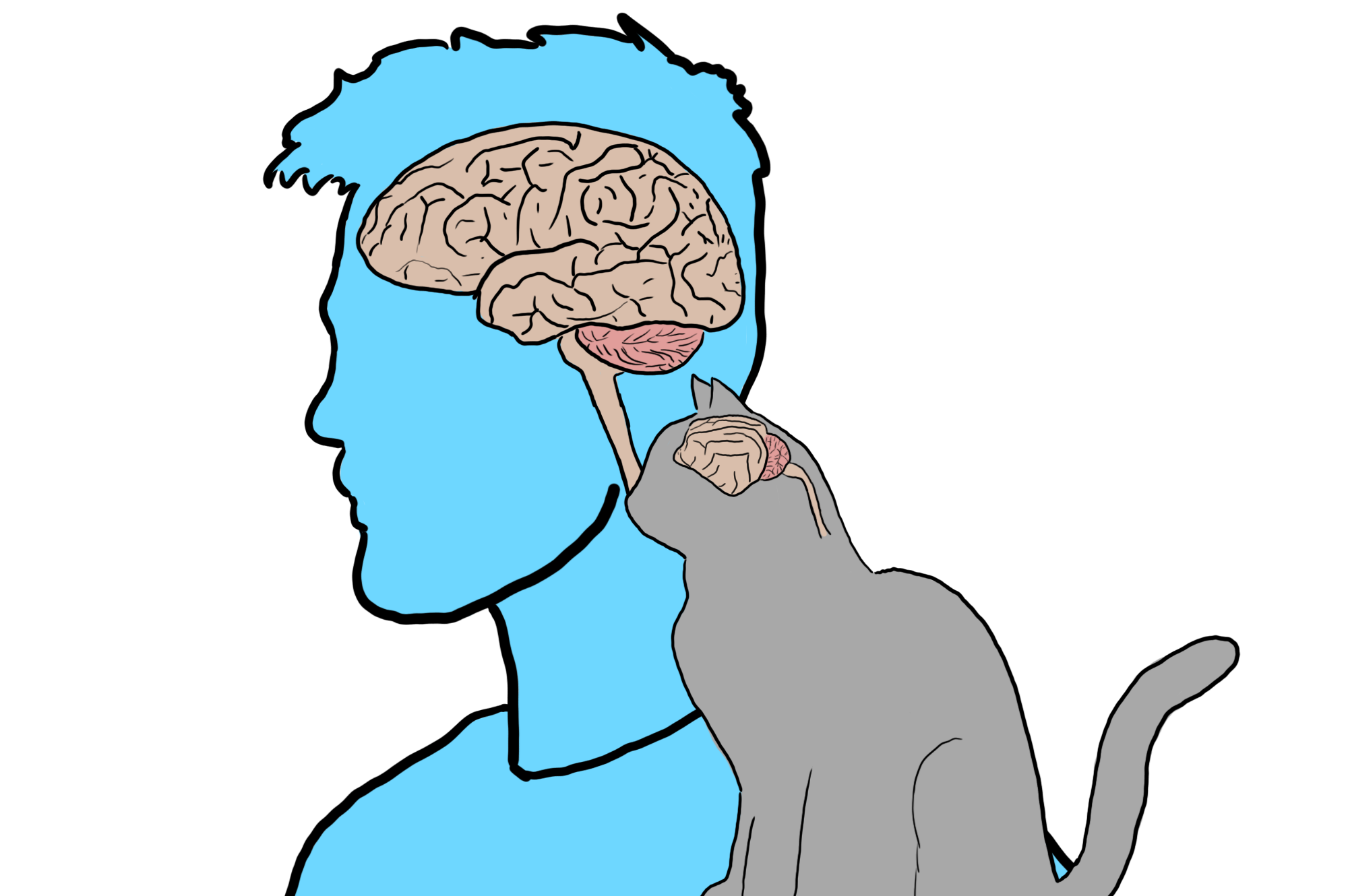 CAT Brain